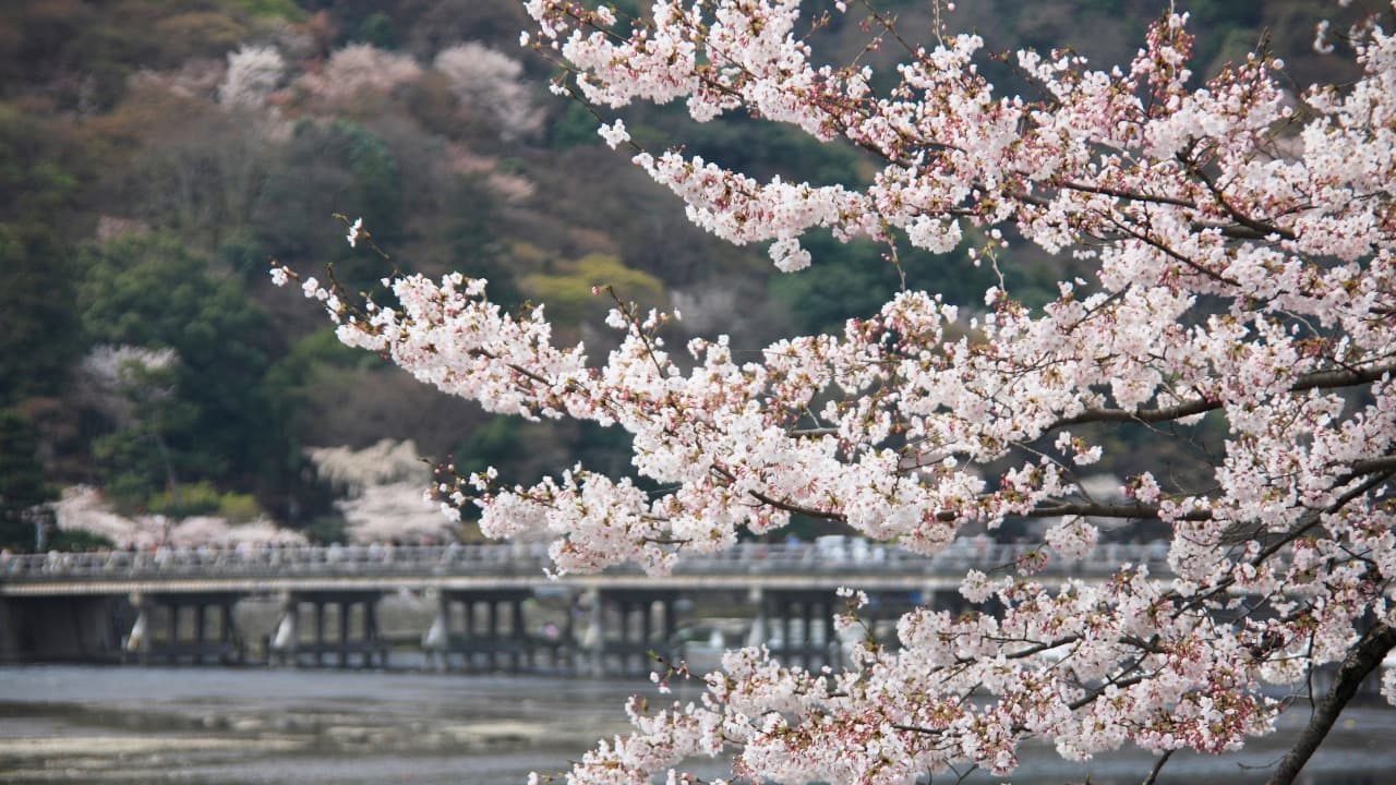 2025年版】春の嵐山でしか体験できない！心ときめく桜絶景